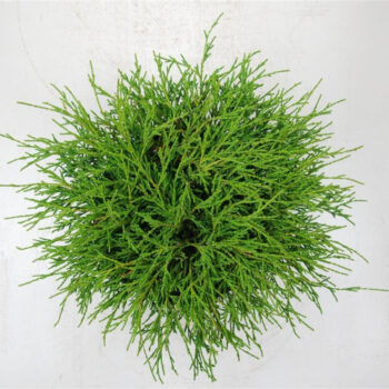 Chamaecyparis p. 'Filifera Nana'