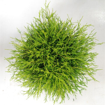 Chamaecyparis p. 'Sungold'