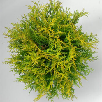 Thuja occ. 'Golden Globe'