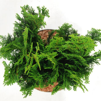 Chamaecyparis o. 'Nana Gracilis'