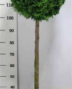 Thuja occ. 'Smaragd'