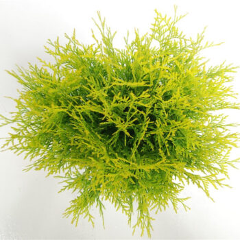 Thuja occ. 'Golden Globe'