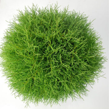 Thuja occ. 'Mr Bowling Ball'