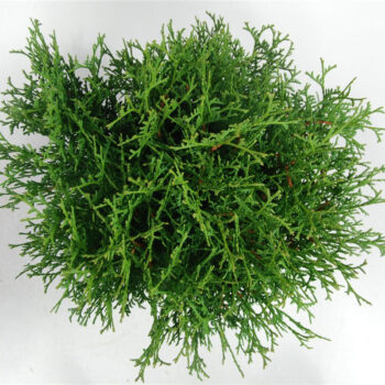 Thuja occ. 'Tiny Tim'