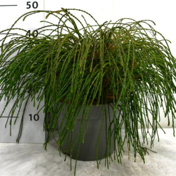 Thuja pl. 'Whipcord'