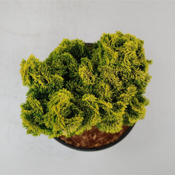 Chamaecyparis o. 'Nana Aurea'