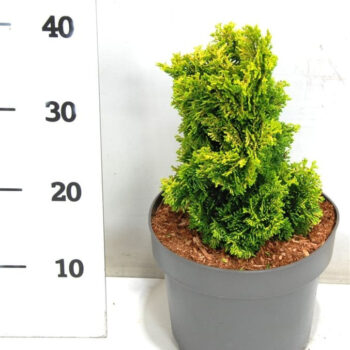 Chamaecyparis o. 'Aurora'
