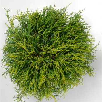 Chamaecyparis p. 'Sungold'