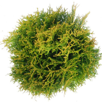 Thuja occ. 'Little Giant'