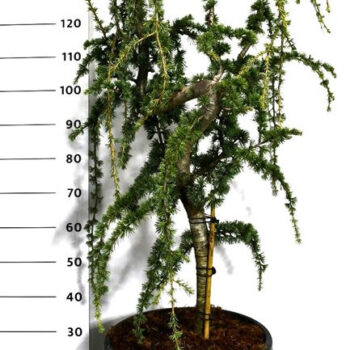 Cedrus atl. 'Glauca Pendula'