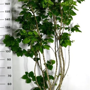 Cercis chinensis 'Avondale'