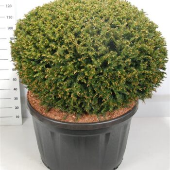 Taxus baccata