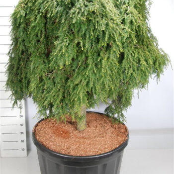 Tsuga can. 'Cole Prostrate'