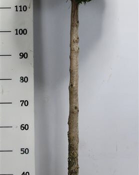 Thuja occ. 'Smaragd'