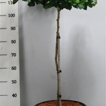 Ginkgo bil. 'Mariken'