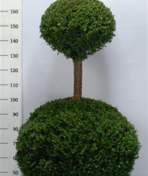 Taxus baccata