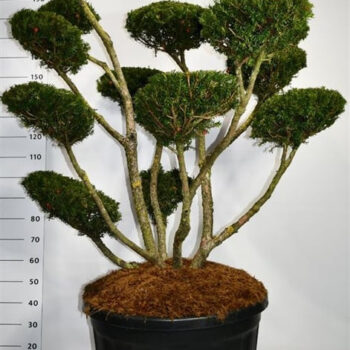 Taxus cuspidata 'Select'