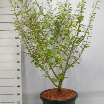 Hamamelis int. 'Arnold Promise'