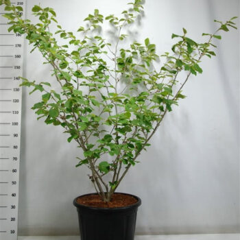 Hamamelis int. 'Westerstede'