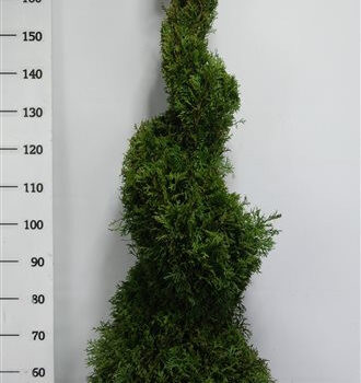 Thuja occ. 'Smaragd'