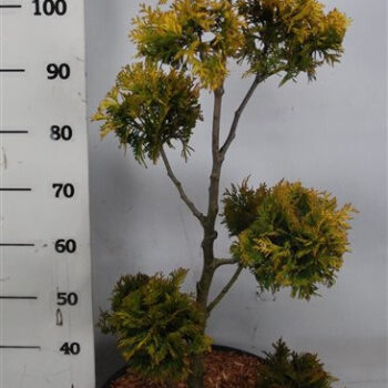 Thuja occ. 'Yellow Ribbon'