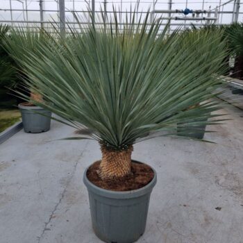 Yucca rostrata