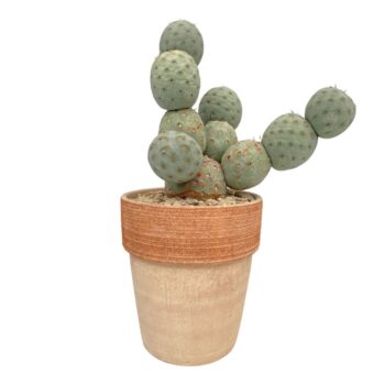 Tephrocactus Geometris 10balls