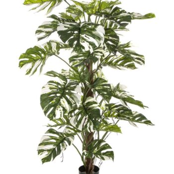 Variegated split philo on pole