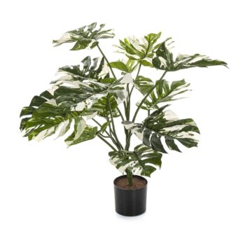 Variegated split philo w/pot 85 cm