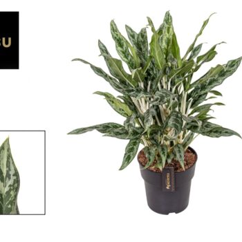 Aglaonema Greyhound