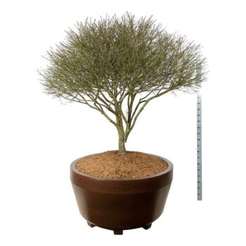 Euonymus alatus 'Compactus'