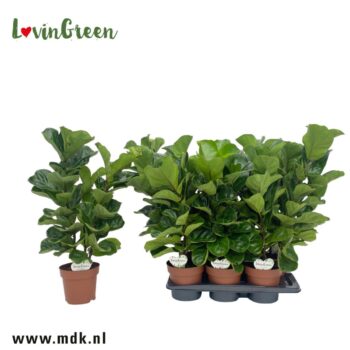 Ficus Tibaco