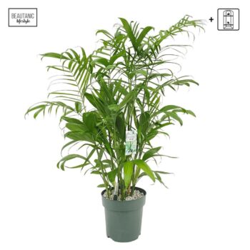 Chamaedorea Seifrizii