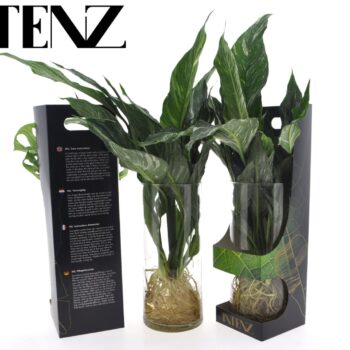 Spathiphyllum Diamond in Cylinder glass - delivery time: 24 hours