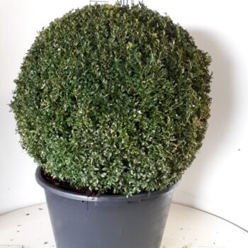 Buxus sempervirens bol  80