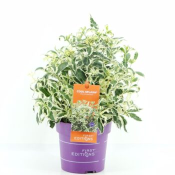 Diervilla ses. Cool Splash (First Editions®)