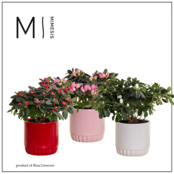 Azalea 9 cm Mix in Liam - Azalea Essentials