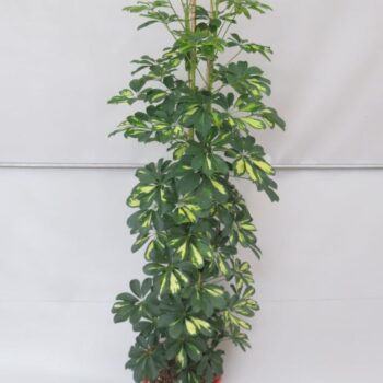 Schefflera Gold Capella 155 cm