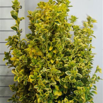 Euonymus jap. 'Aureus'