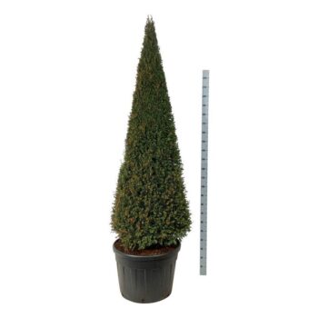 Taxus baccata