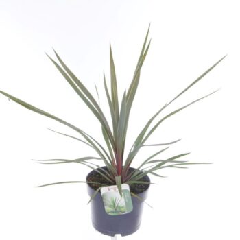 Cordyline australis Red Heart