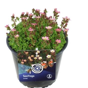 Saxifraga elf rose