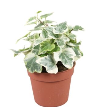Hedera helix White Wonder