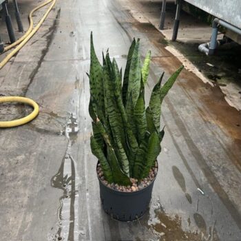 Sansevieria zeylanica 22/19 h65