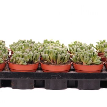 Fenestraria rophalophylla