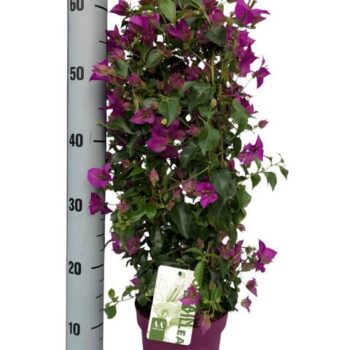 Bougainvillea Alexandra "Boog"