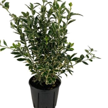 Euonymus Jap. 'Bravo'