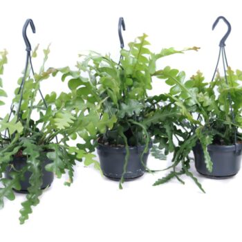 Epiphyllum anguliger