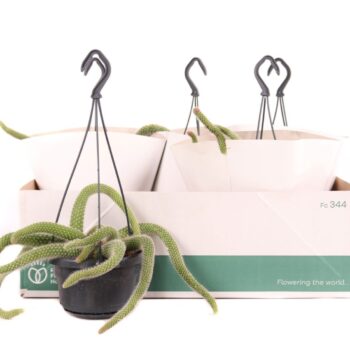 Hildewinteria colademonis