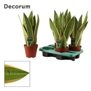 Sansevieria White Snow